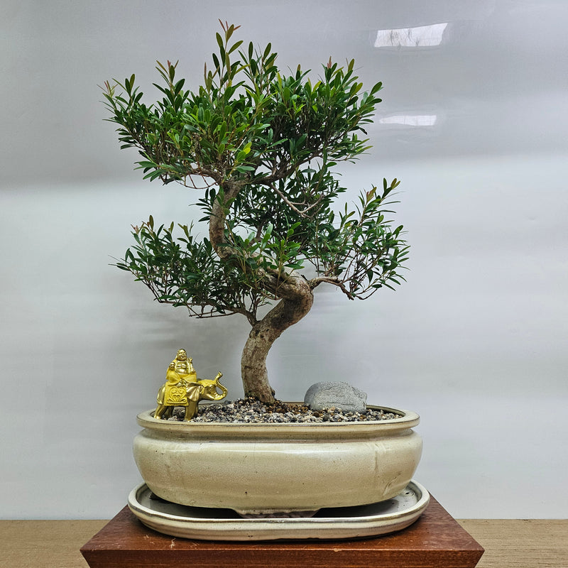 Brush Cherry (Syzygium) Premium Bonsai Tree Bundle | Shaped | In 31cm Pot