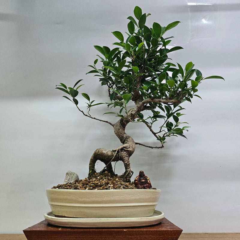 Ficus Microcarpa (Banyan Fig) Indoor Premium Bonsai Tree Bundle | Shaped | In 31cm Pot