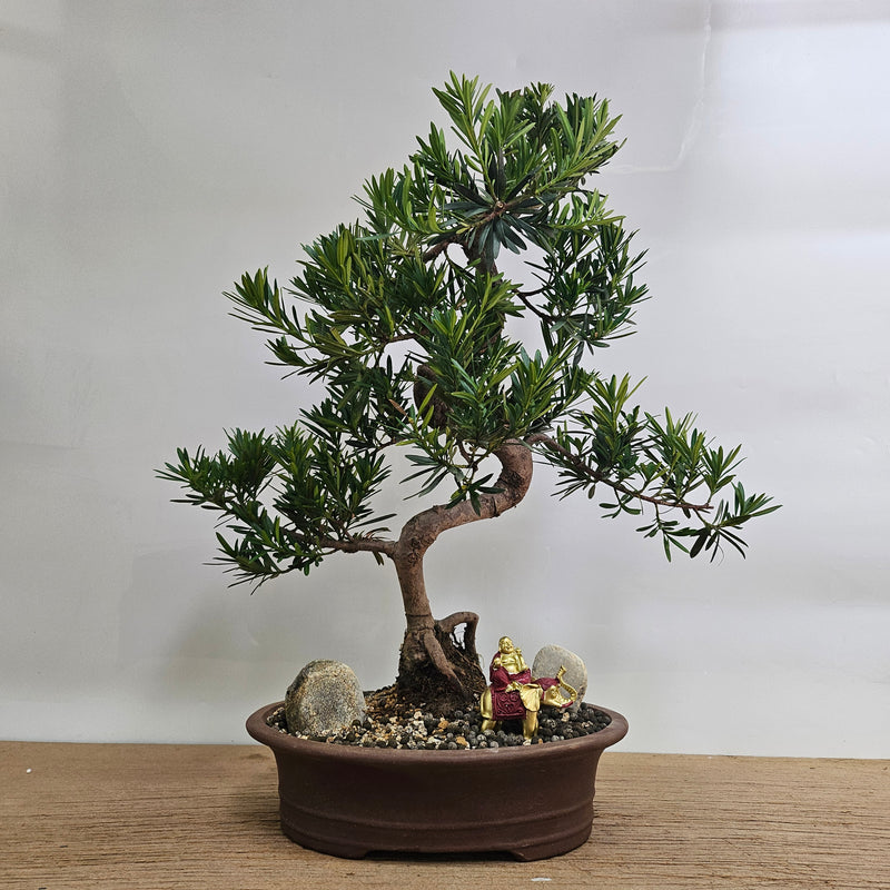 Buddhist Pine (Podocarpus Micro) Premium Bonsai Tree Bundle | Shaped | In 31cm Pot