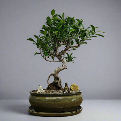 Bonsai tree in a pot on a white background