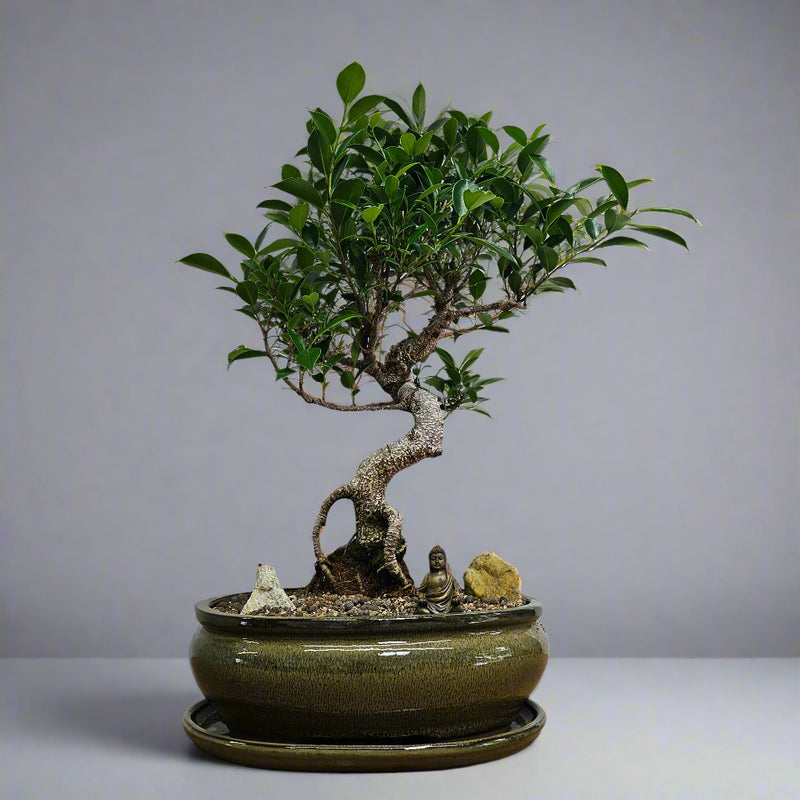 Bonsai tree in a pot on a white background