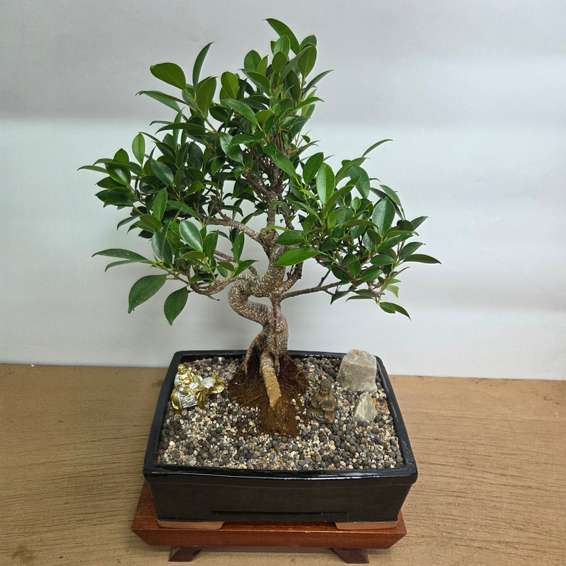 Ficus Microcarpa (Banyan Fig) Indoor Premium Bonsai Tree Bundle | Shaped | In 31cm Pot