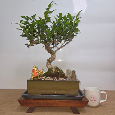 Indoor and Outdoor Bonsai Trees Collection