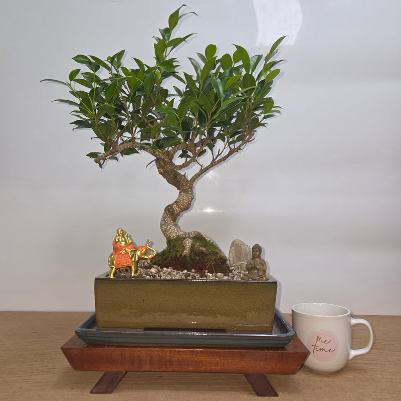 Ficus Microcarpa (Banyan Fig) Indoor Premium Bonsai Tree Bundle | Shaped | In 27cm Pot