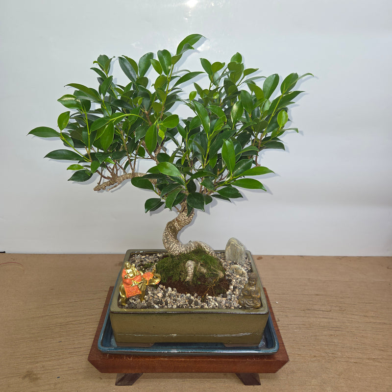 Ficus Microcarpa (Banyan Fig) Indoor Premium Bonsai Tree Bundle | Shaped | In 27cm Pot