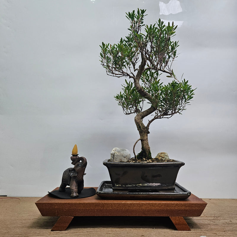 Brush Cherry (Syzygium) Premium Bonsai Tree Bundle | Shaped | In 20cm Pot With Stand