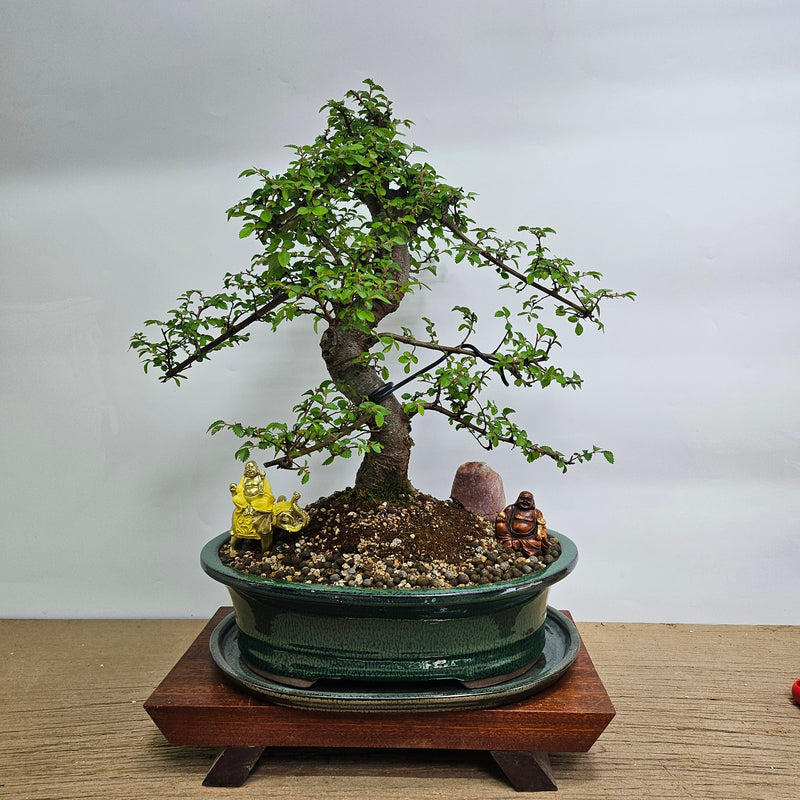 Chinese Elm (Ulmus Parvifolia) Premium Bonsai Tree Bundle | Shaped | In 31cm Pot