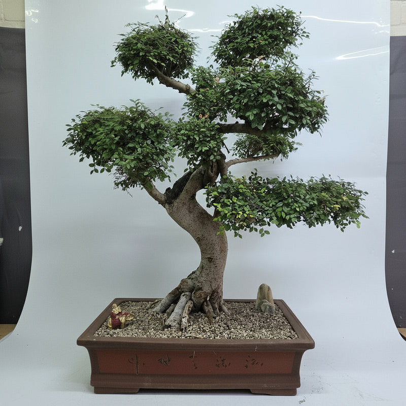 Large Chinese Elm (Ulmus Parvifolia) Bonsai Tree | Shaped Style | Height 110cm | In 60cm Pot