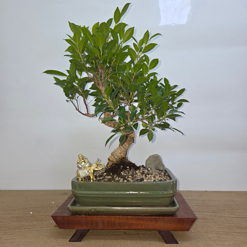 Ficus Microcarpa (Banyan Fig) Indoor Premium Bonsai Tree Bundle | Shaped | In 26cm Pot