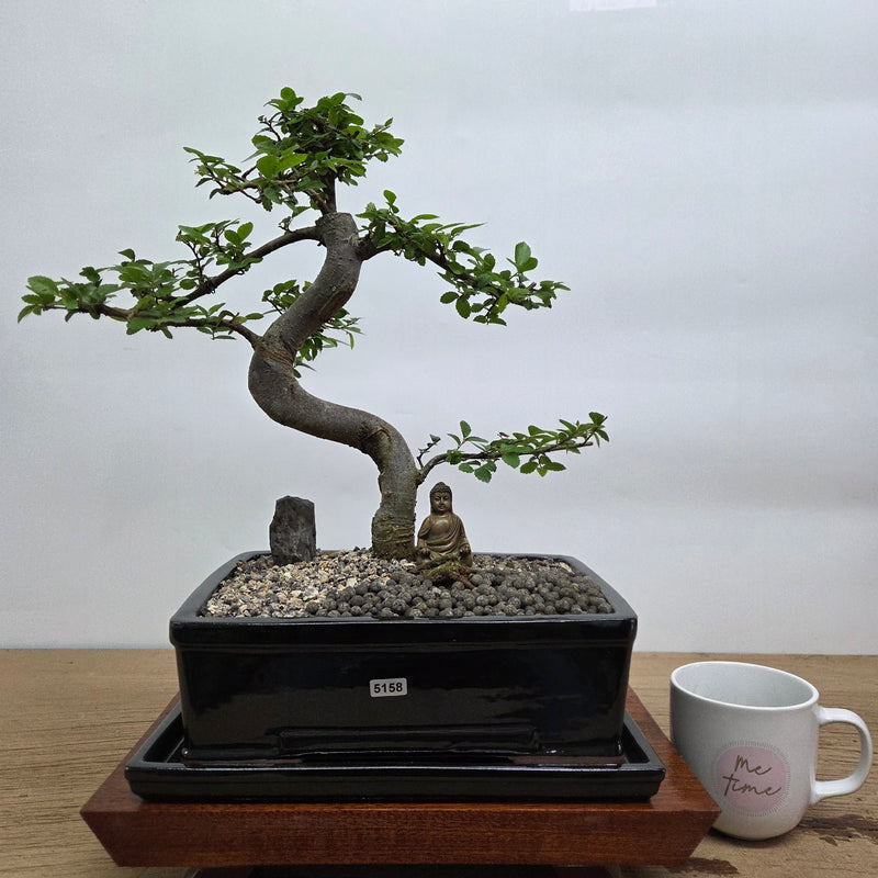 Chinese Elm (Ulmus Parvifolia) Premium Bonsai Tree Bundle | Shaped | In 26cm Pot