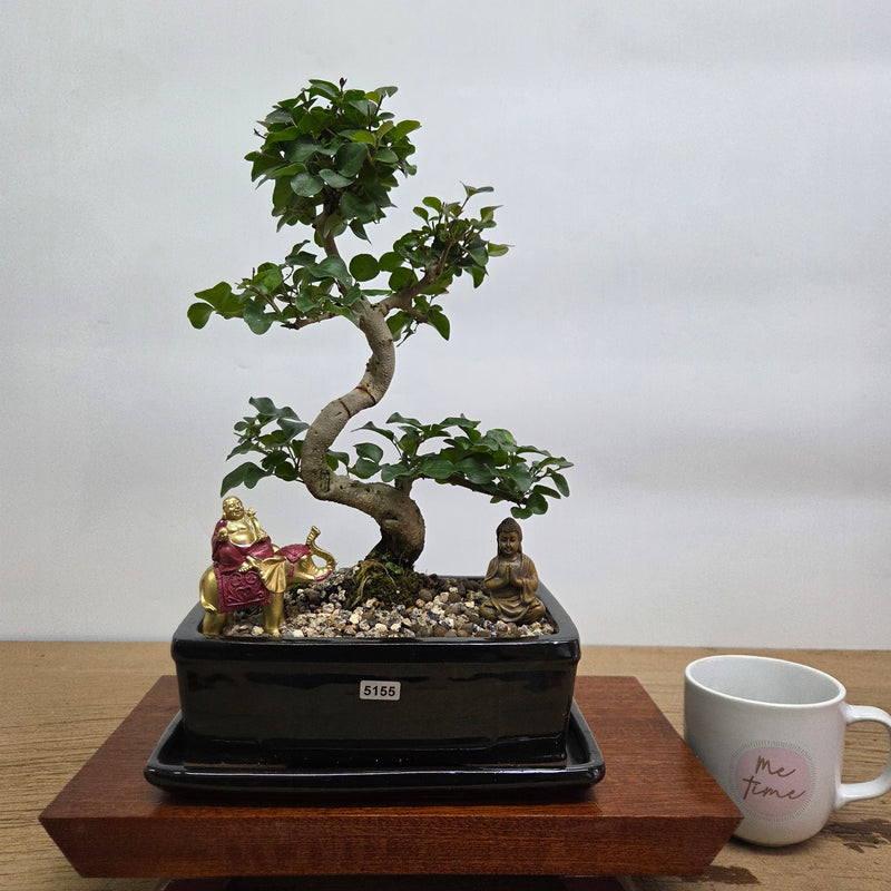Chinese Privet (Ligustrum Sinense) Premium Bonsai Tree Bundle | Shaped | In 20cm Pot