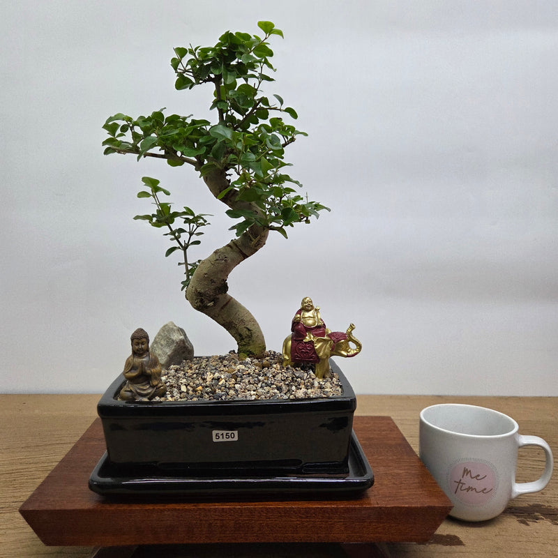 Chinese Privet (Ligustrum Sinense) Premium Bonsai Tree Bundle | Shaped | In 20cm Pot