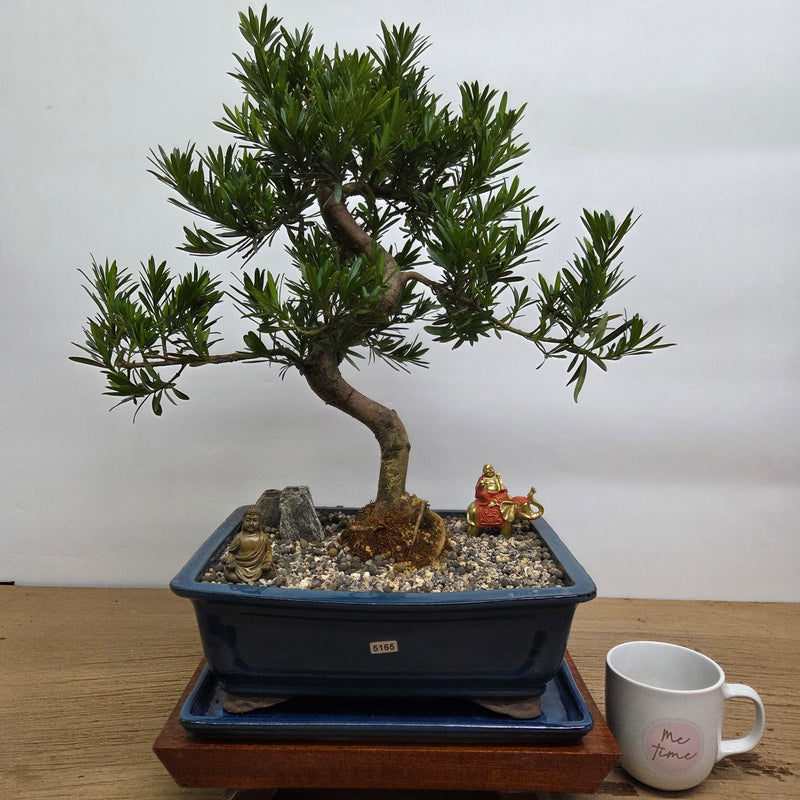 Buddhist Pine (Podocarpus Micro) Premium Bonsai Tree Bundle | Shaped | In 31cm Pot