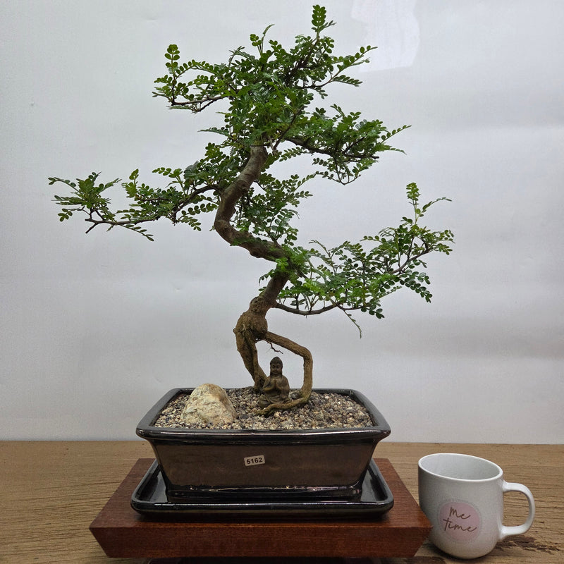 Chinese Pepper (Zanthoxylum Pipertum) Premium Bonsai Tree Bundle | Shaped | In 26cm Pot