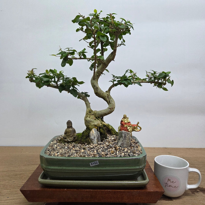 Chinese Privet (Ligustrum Sinense) Premium Bonsai Tree Bundle | Shaped | In 26cm Pot