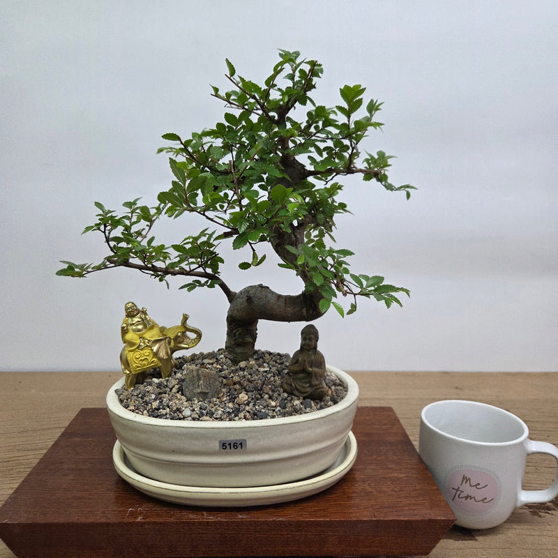 Chinese Elm (Ulmus Parvifolia) Premium Bonsai Tree Bundle | Shaped | In 20cm Pot