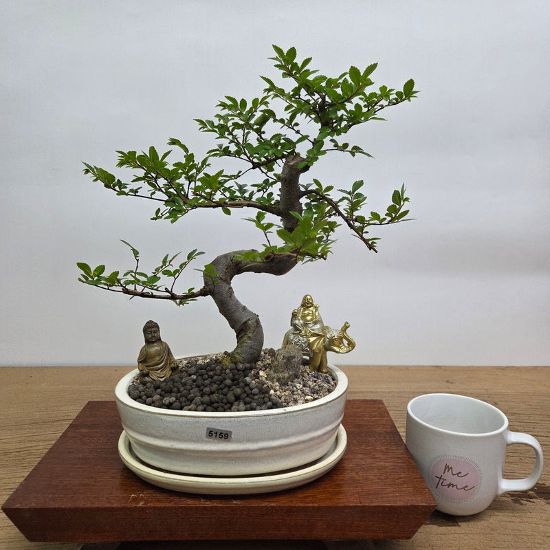 Chinese Elm (Ulmus Parvifolia) Premium Bonsai Tree Bundle | Shaped | In 20cm Pot