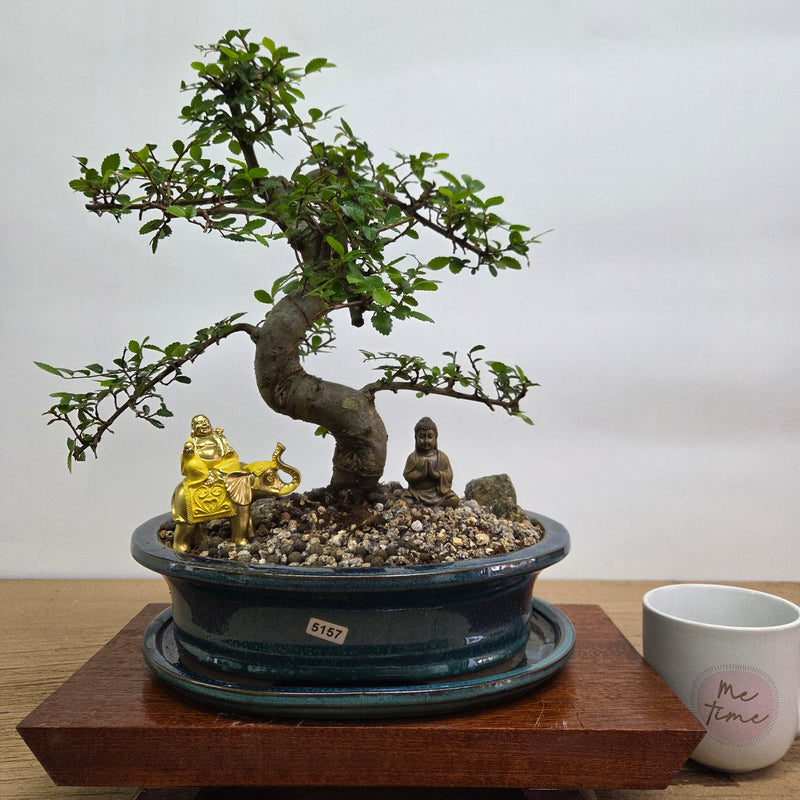 Chinese Elm (Ulmus Parvifolia) Premium Bonsai Tree Bundle | Shaped | In 26cm Pot