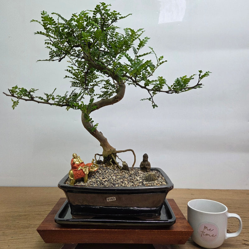 Chinese Pepper (Zanthoxylum Pipertum) Premium Bonsai Tree Bundle | Shaped | In 26cm Pot