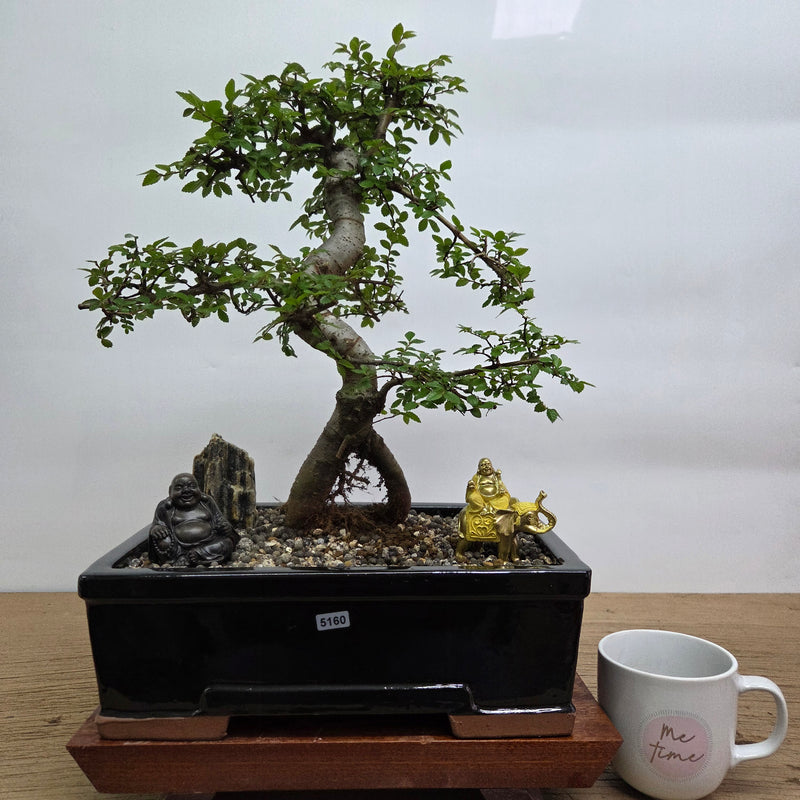 Chinese Elm (Ulmus Parvifolia) Premium Bonsai Tree Bundle | Shaped | In 31cm Pot