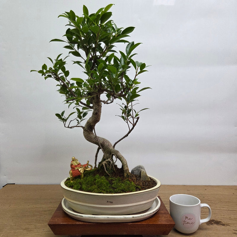 Ficus Microcarpa (Banyan Fig) Indoor Premium Bonsai Tree Bundle | Shaped | In 31cm Pot