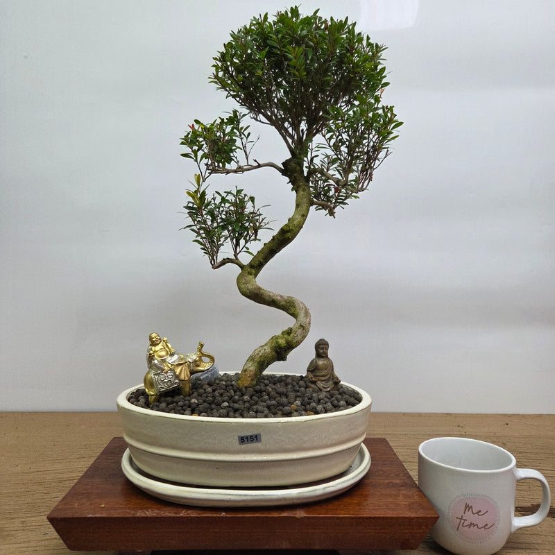 Brush Cherry (Syzygium) Premium Bonsai Tree Bundle | Shaped | In 26cm Pot