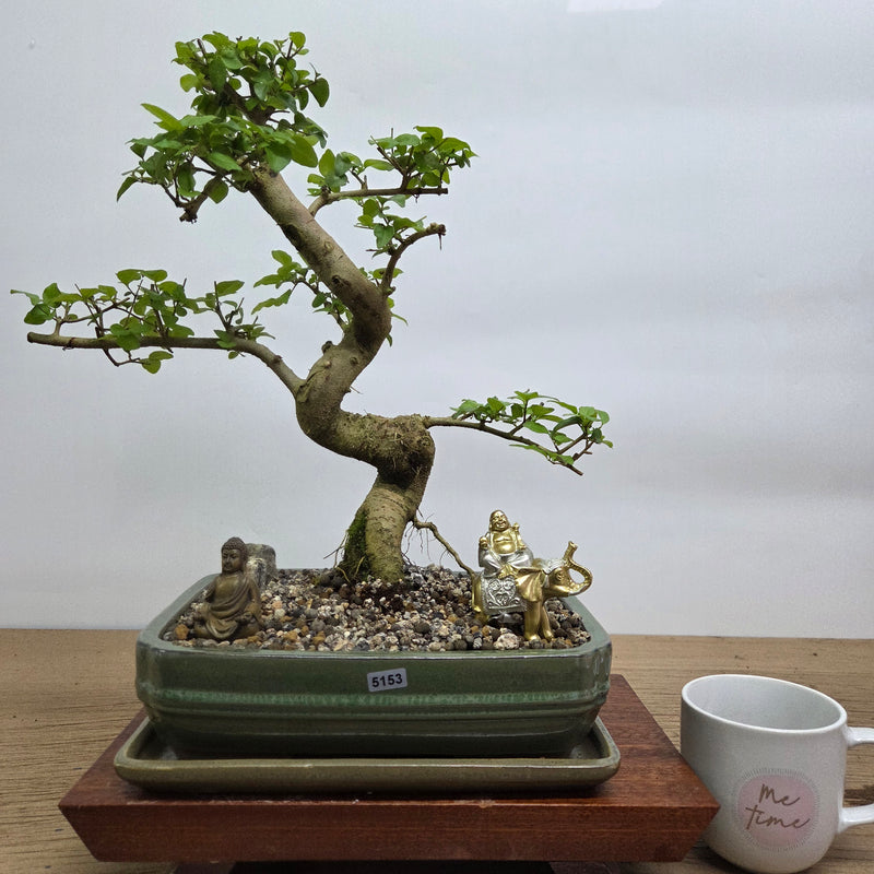 Chinese Privet (Ligustrum Sinense) Premium Bonsai Tree Bundle | Shaped | In 26cm Pot