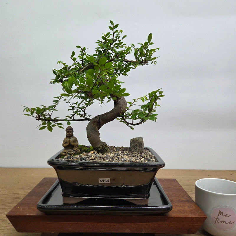 Chinese Elm (Ulmus Parvifolia) Premium Bonsai Tree Bundle | Shaped | In 20cm Pot