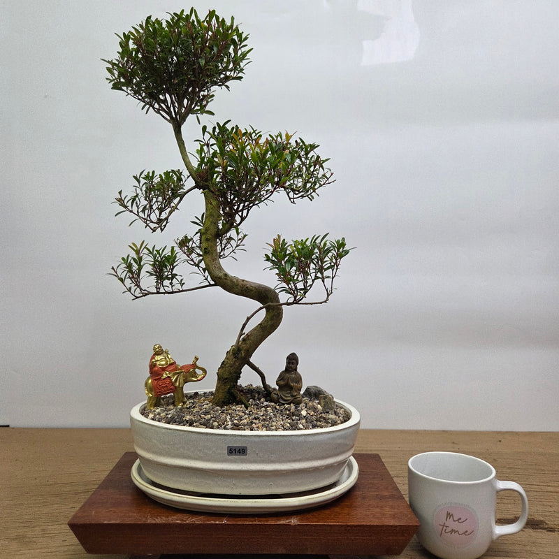 Brush Cherry (Syzygium) Premium Bonsai Tree Bundle | Shaped | In 26cm Pot