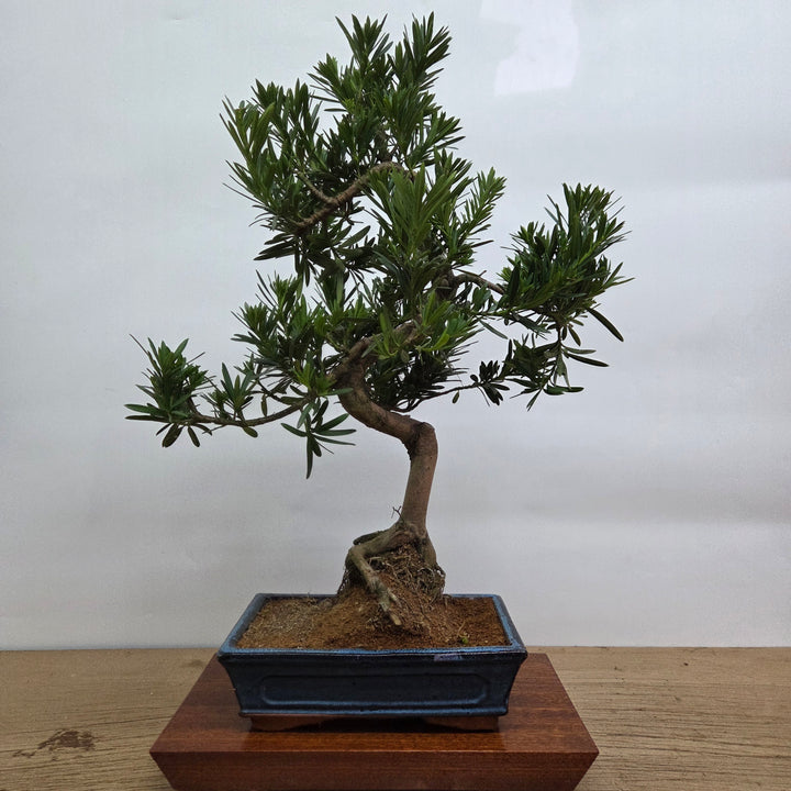 Buddhist Pine (Podocarpus Micro) Bonsai Tree | Shaped | In 25cm Pot