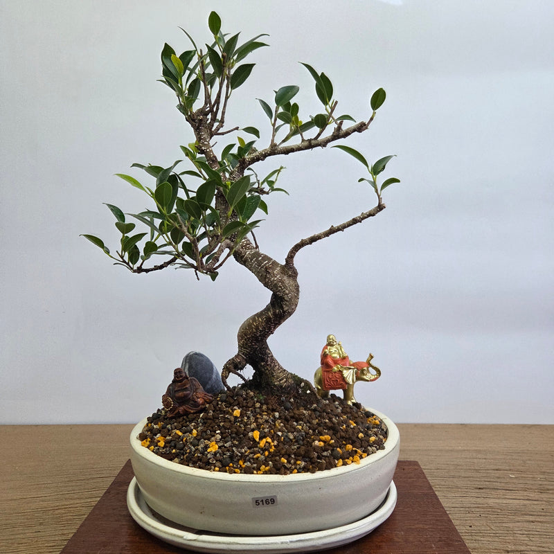 Ficus Microcarpa (Banyan Fig) Indoor Premium Bonsai Tree Bundle | Shaped | In 26cm Pot