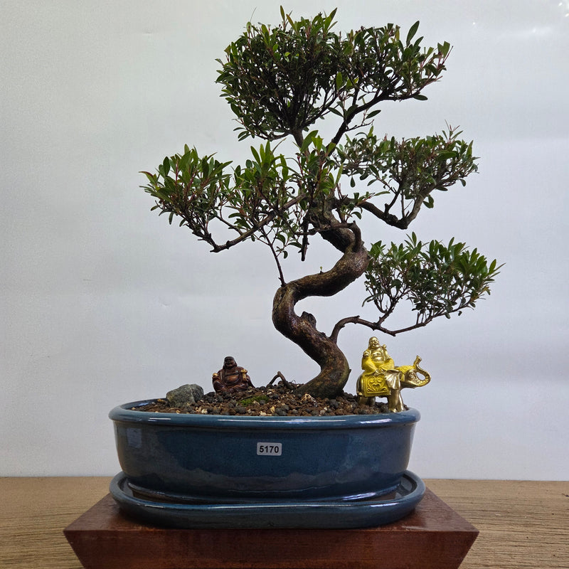 Brush Cherry (Syzygium) Premium Bonsai Tree Bundle | Shaped | In 32cm Pot