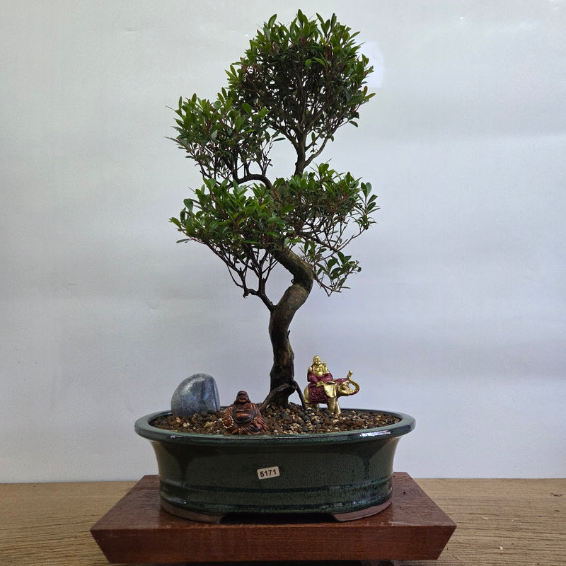 Brush Cherry (Syzygium) Premium Bonsai Tree Bundle | Shaped | In 31cm Pot