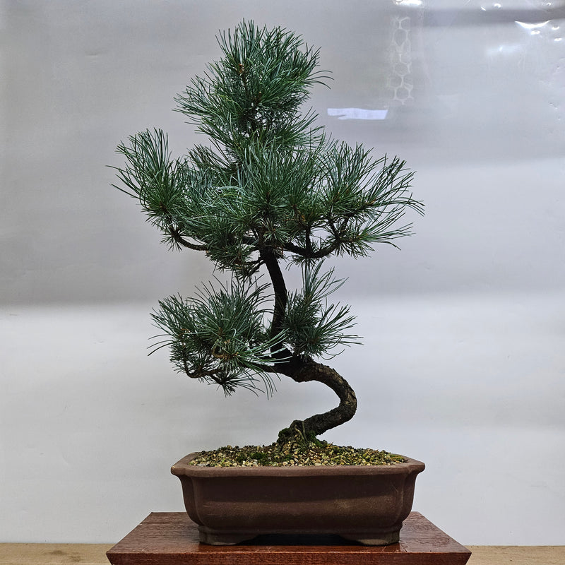 Japanese White Pine Bonsai Tree (Pinus Parviflora) | Shaped | In 25cm Pot