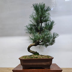 Japanese White Pine Bonsai Tree (Pinus Parviflora) | Shaped | In 25cm Pot