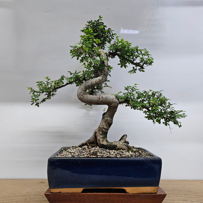 Large Chinese Elm (Ulmus Parvifolia) Bonsai Tree | Shaped | In 35cm Pot