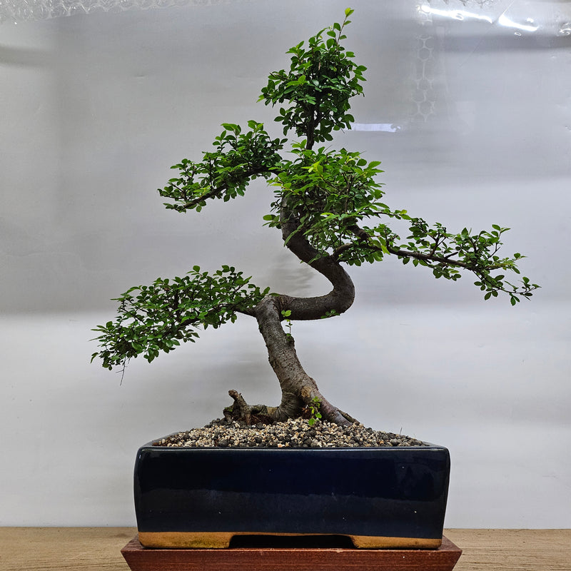 Large Chinese Elm (Ulmus Parvifolia) Bonsai Tree | Shaped | In 35cm Pot
