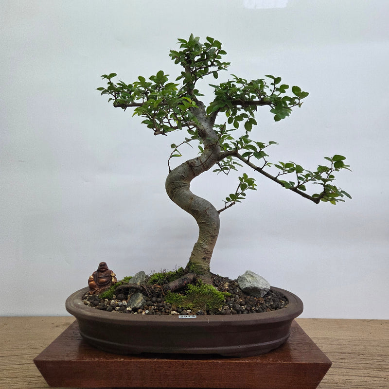 Chinese Elm (Ulmus Parvifolia) Premium Bonsai Tree Bundle | Shaped | In 33cm Pot