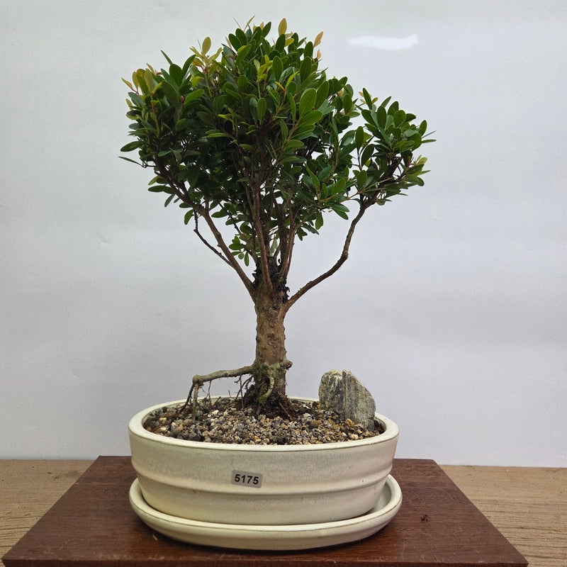 Brush Cherry (Syzygium) Premium Bonsai Tree Bundle | Broom | In 20cm Pot