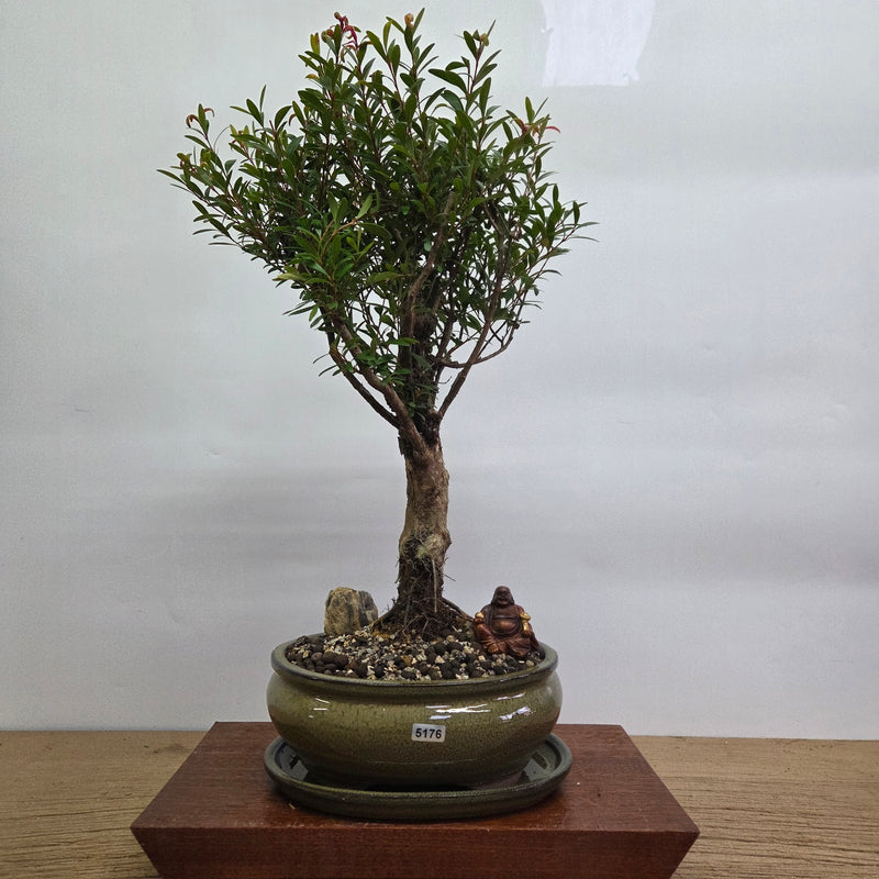 Brush Cherry (Syzygium) Premium Bonsai Tree Bundle | Broom | In 20cm Pot