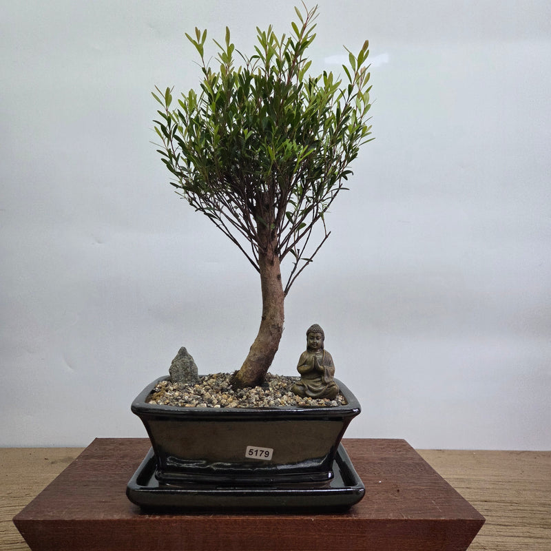 Brush Cherry (Syzygium) Premium Bonsai Tree Bundle | Broom | In 18cm Pot