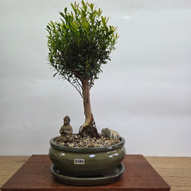 Brush Cherry (Syzygium) Premium Bonsai Tree Bundle | Broom | In 18cm Pot