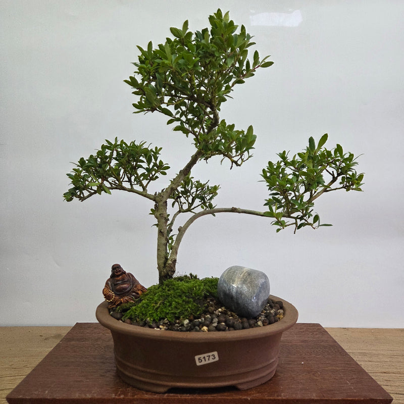 Premium Japanese Holly (Ilex Crenata) Bonsai Tree Bundle | Shaped | In 20cm Pot