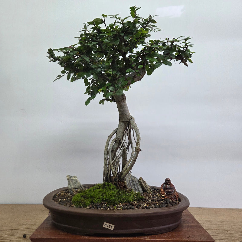 Chinese Elm (Ulmus Parvifolia) Premium Bonsai Tree Bundle | Shaped | In 33cm Pot (Copy)