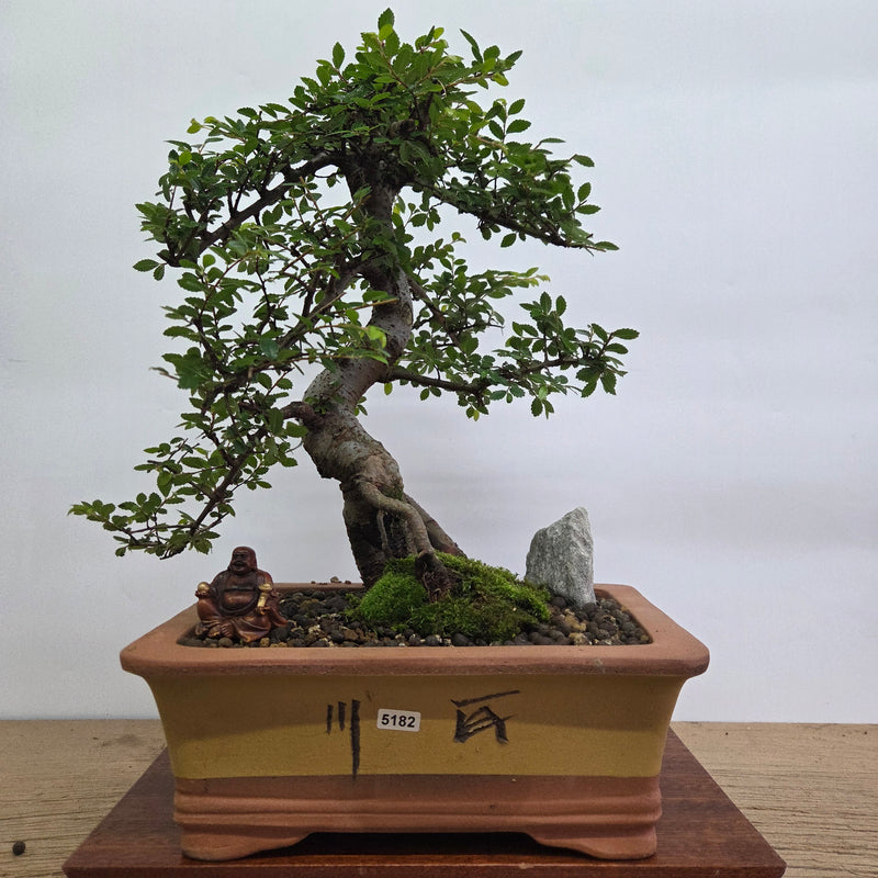 Chinese Elm (Ulmus Parvifolia) Premium Bonsai Tree Bundle | Shaped | In 28cm Pot