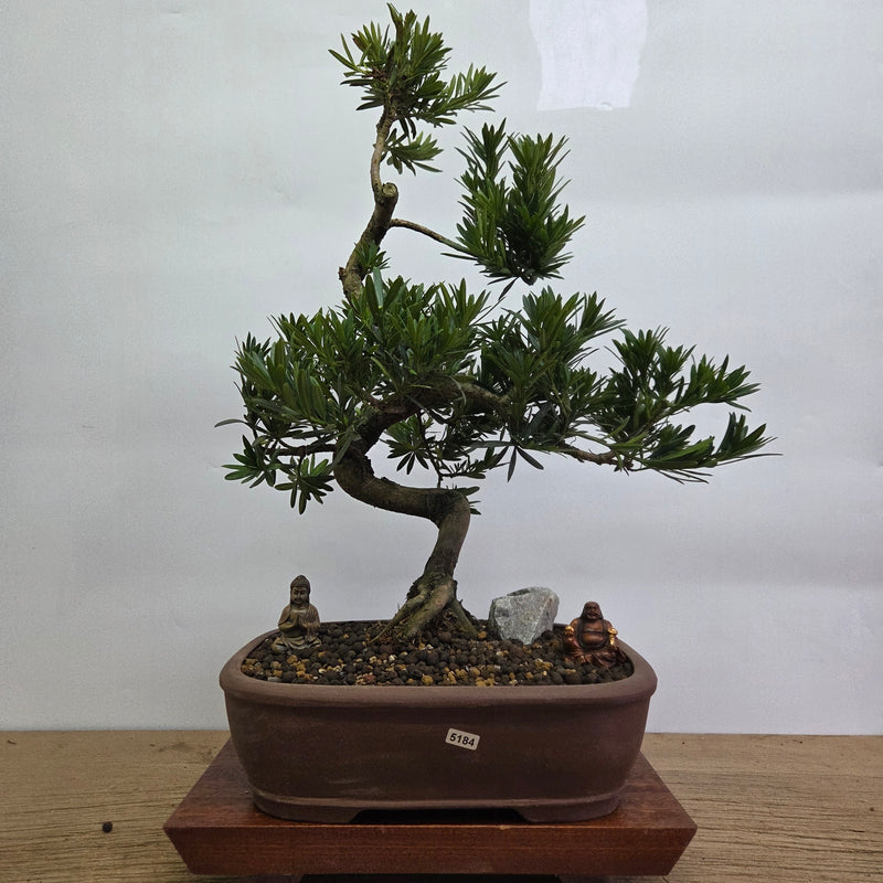 Buddhist Pine (Podocarpus Micro) Premium Bonsai Tree Bundle | Shaped | In 31cm Pot