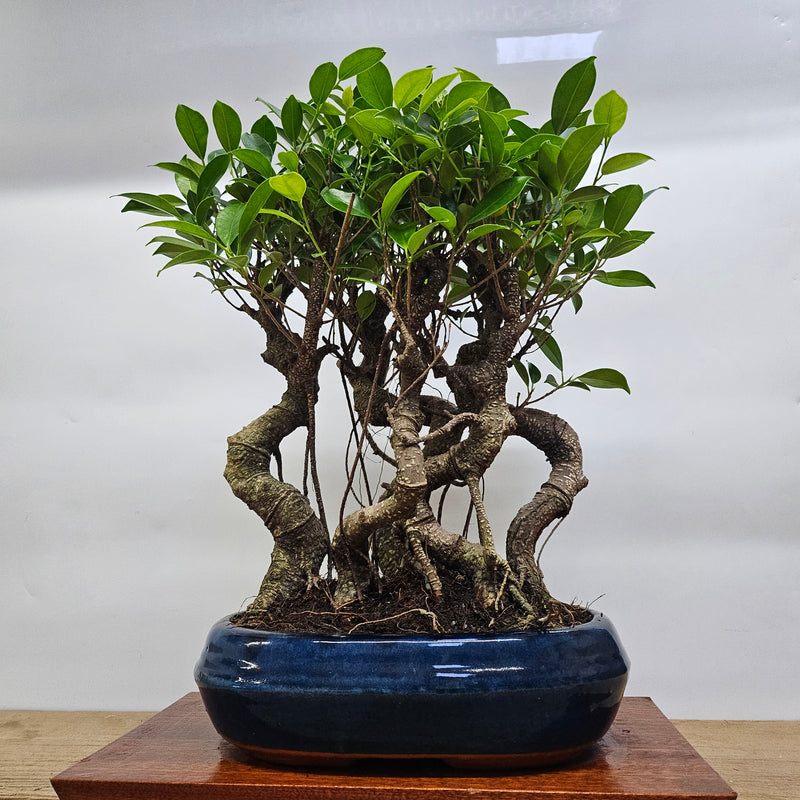 Ficus Microcarpa (Banyan Fig) Indoor Bonsai Tree Forest | Shaped Group | In 26cm Pot
