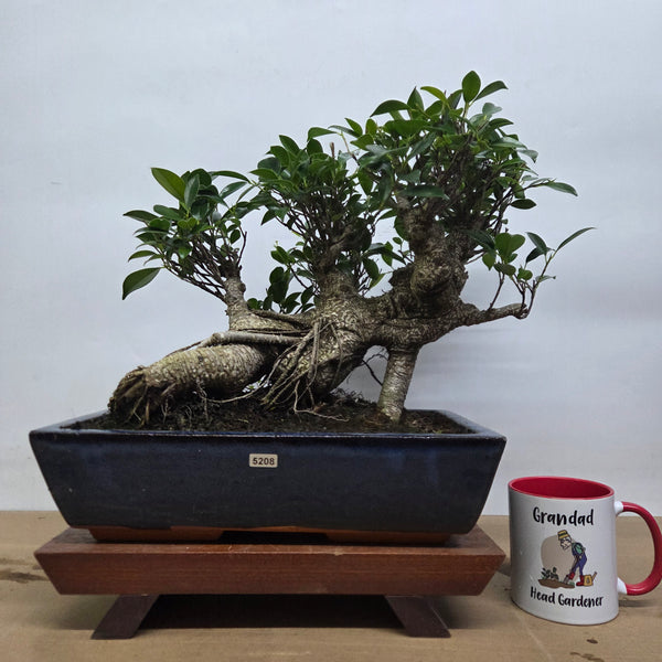 Ficus Microcarpa (Banyan Fig) Large Indoor Bonsai Tree | Shaped | In 35cm Pot
