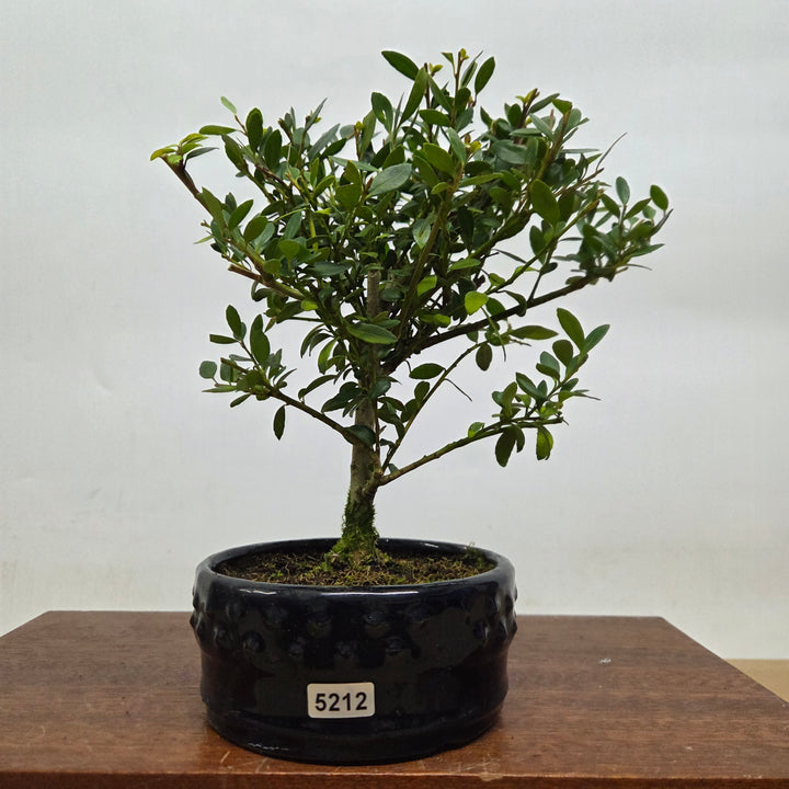 Japanese Holly (Ilex Crenata) Bonsai Tree | Broom | In 12cm Pot