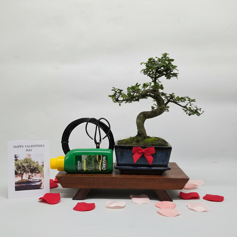 Valentine's Bonsai Starter Bundle | Chinese Elm (Ulmus Parvifolia) | Shaped